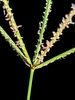 Bermuda Grass - Photo (c) Jaxon Lane, some rights reserved (CC BY-NC), uploaded by Jaxon Lane