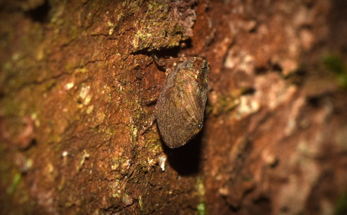 Cotylana angustifrons, 2025-09-28