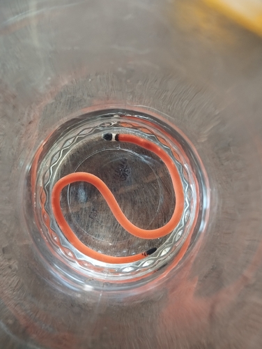 Central Burrowing Snake