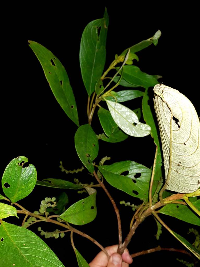 Guettarda tournefortiopsis