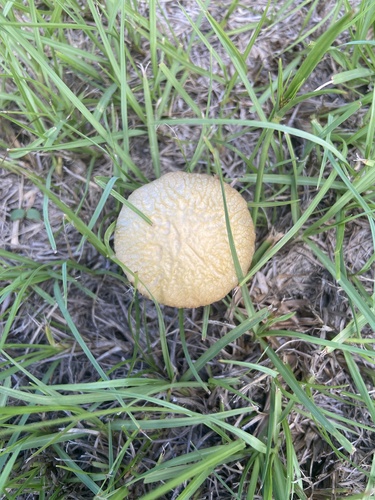Agrocybe, 2025-10-22