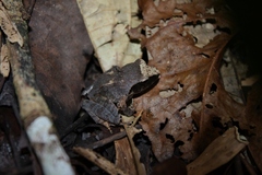 Platymantis corrugatus