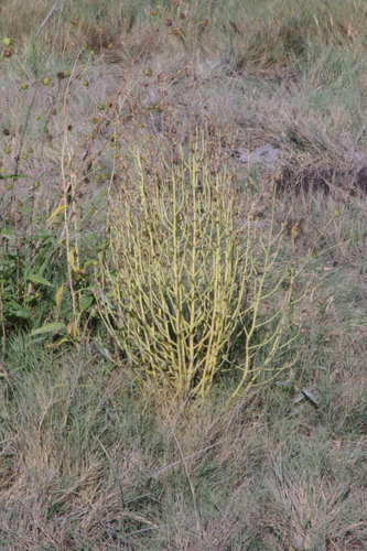 Leoncita false foxglove (Agalinis calycina)