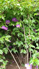 Thunbergia erecta