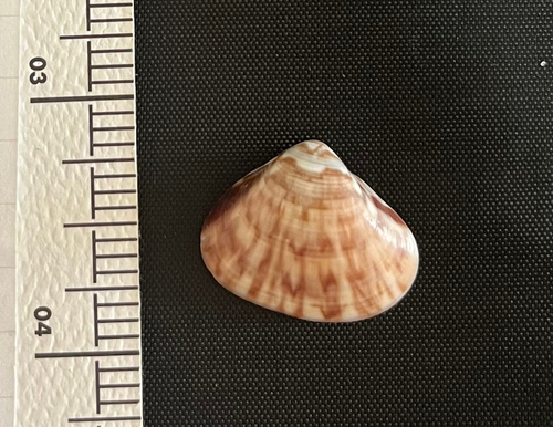 Tivela delessertii, 2025-10-22