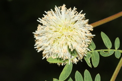 Leucaena leucocephala