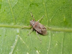 Rhypodes