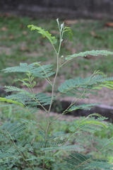 Leucaena leucocephala