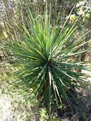 Yucca grandiflora