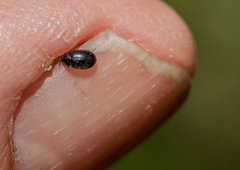 Philhydronopa aeneipennis