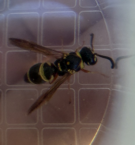 Potter wasp photo 4