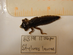Stylurus laurae