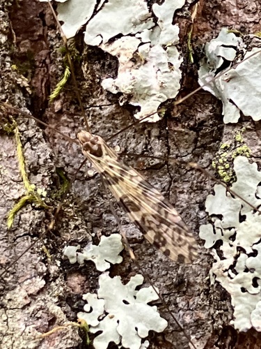 Unknown species found near Montgomery County, MD, USA
