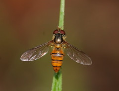 Episyrphus viridaureus