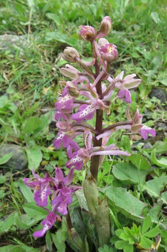 Image of Orchis sitiaca by (c) Ed Alverson, some rights reserved (CC BY)