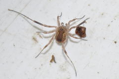 Lacinius ephippiatus