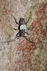 Pogonocherus hispidulus