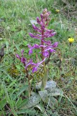Orchis anatolica