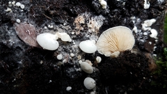 Clitopilus hobsonii