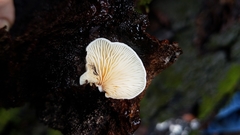 Clitopilus hobsonii