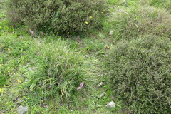 Orchis anatolica