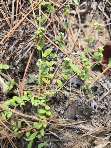heartleaf sandmat (Euphorbia cordifolia)