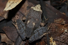 Platymantis corrugatus