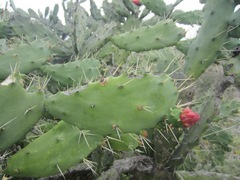 Opuntia dejecta