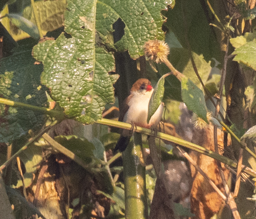 Fawn-breasted Waxbill (Estrilda paludicola), photo 10
