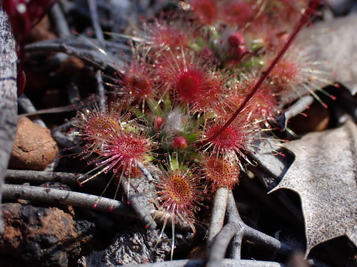 Drosera hyperostigma (Drosera hyperostigma)