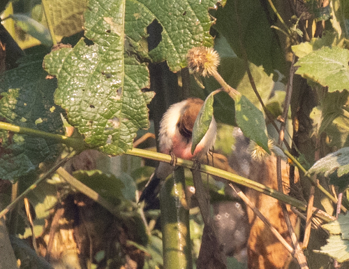 Fawn-breasted Waxbill (Estrilda paludicola), photo 9