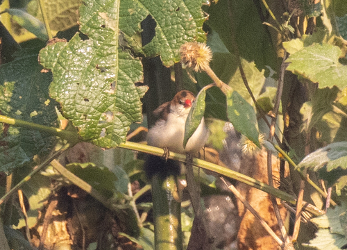 Fawn-breasted Waxbill (Estrilda paludicola), photo 8