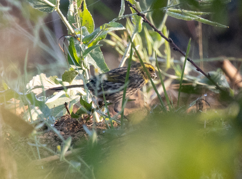 Yellow-browed Seedeater (Crithagra whytii), photo 6