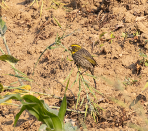 Yellow-browed Seedeater (Crithagra whytii)