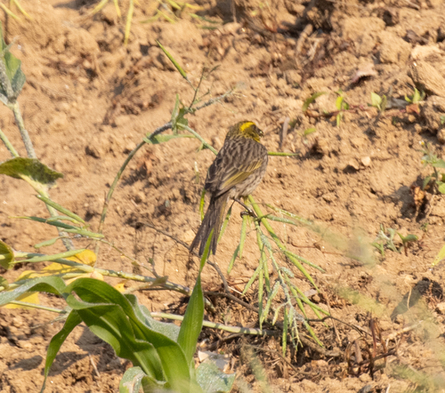 Yellow-browed Seedeater (Crithagra whytii), photo 2