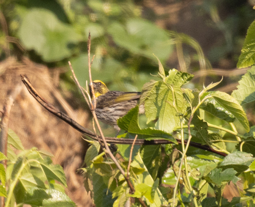 Yellow-browed Seedeater (Crithagra whytii), photo 5