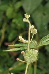 Mimosa polydactyla