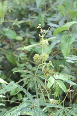Mimosa polydactyla