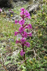 Orchis quadripunctata