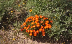 Lampranthus aureus