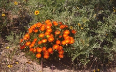 Lampranthus aureus