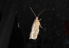 Phaeosaces apocrypta