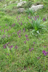 Anacamptis boryi
