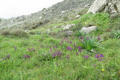 Anacamptis boryi