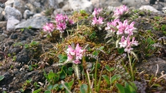 Pedicularis hirsuta