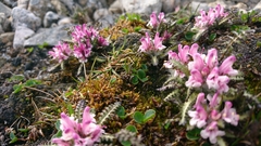 Pedicularis hirsuta