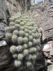 Mammillaria compressa compressa