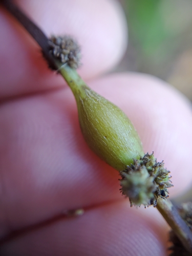 Unknown species found near Townsend, TN 37882, USA