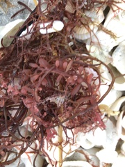 Botryocladia occidentalis