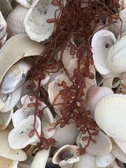 Botryocladia occidentalis